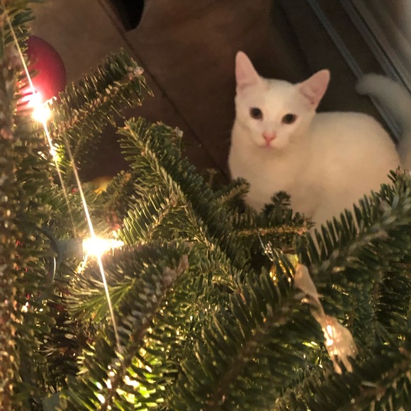 roxfrey